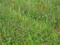 Fase di fioritura il 27 aprile 2010 Fase di fioritura il 27 aprile 2010