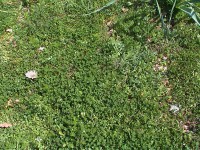 Valutazione dell'ecotipo a scopo antierosivo nella fascia parafuoco di Uatzo (Tonara), nel mese di aprile 2007 Valutazione dell'ecotipo a scopo antierosivo nella fascia parafuoco di Uatzo (Tonara), nel mese di aprile 2007