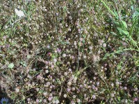 Cotica dell'ecotipo nella fascia parafuoco di Uatzo (Tonara) nel giugno 2007 Cotica dell'ecotipo nella fascia parafuoco di Uatzo (Tonara) nel giugno 2007