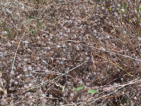 Notevole produzione di seme nella fascia parafuoco di Uatzo (Tonara) nel luglio 2007 Notevole produzione di seme nella fascia parafuoco di Uatzo (Tonara) nel luglio 2007