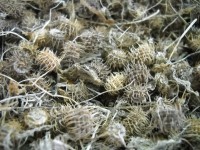 Particolare dei legumi dell'ecotipo