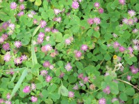 Particolare della cotica in fioritura i 27 aprile 2010 Particolare della cotica in fioritura i 27 aprile 2010