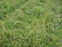 Fase di fioritura avanzata il 27 maggio 2010 Fase di fioritura avanzata il 27 maggio 2010