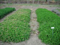Maggiore precocità della varietà australiana Bartolo già in fioritura (sin) rispetto all'ecotipo Ussana in fase vegetativa (dx) il 12 aprile 2010