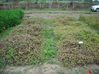 Confronto tra la varietà australiana Bartolo (sin) e l'ecotipo Ussana (dx) in fase riproduttiva l'11 maggio 2010