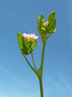 Capolino fiorale Capolino fiorale