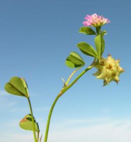 Presenza contemporanea di fiori e infuttescenze indice di scalarità di maturazione Presenza contemporanea di fiori e infuttescenze indice di scalarità di maturazione