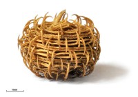 Legume di medica arabica