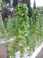 Acc. 146-2 Pianta Acc. 146-2 Pianta