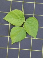 Acc. 146-3 Foglia Acc. 146-3 Foglia