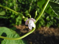 Acc. 146-4 Fiore Acc. 146-4 Fiore