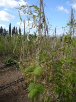 Acc. 146-6 Baccelli secchi Acc. 146-6 Baccelli secchi