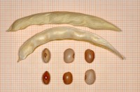 Acc. 146-7 Baccello e semi secchi Acc. 146-7 Baccello e semi secchi