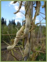 Acc. 146-Baccelli secchi BRUTTA Acc. 146-Baccelli secchi BRUTTA