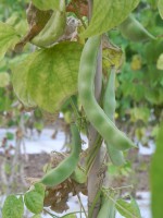 Acc.142-4 Baccelli freschi