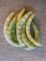 Acc.142-5 Baccelli freschi