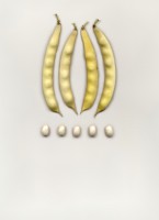 Acc.142-6 Baccelli e semi freschi