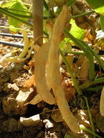 Acc.142-7 Baccelli secchi