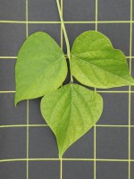 Acc.149 – 3 Foglia