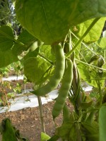 Acc.149 – 4 Baccelli freschi