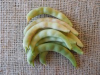 Acc.149 – 5 Baccelli freschi