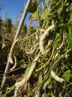 Acc.149 – 6 Baccelli secchi