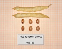 Acc.149 – 7 Baccello e semi