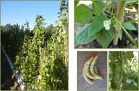 Asolu biancu pattada acc 71 galleria