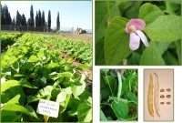 Avisedda bassa Olzai acc 102 GALLERIA