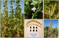 Fagiolo Fazzadu a nieddu Pattada galleria