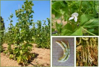 Fasjolu di Lungoni S Teresa acc 89 galleria