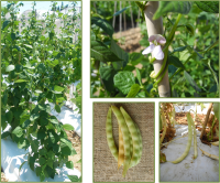 Pisu biancu acc 31 GALLERIA