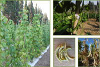 Pisu de linna Lanusei acc 42 GALLERIA