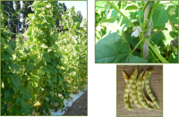 Pisu e metro Ulassai acc 30 galleria.jpg