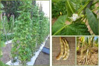 Pisu olzaesu Arzana acc 22 galleria