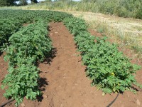 coltivazione della patata di Gavoi